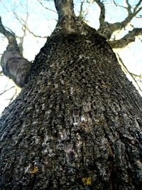 Low angle view of tree trunk