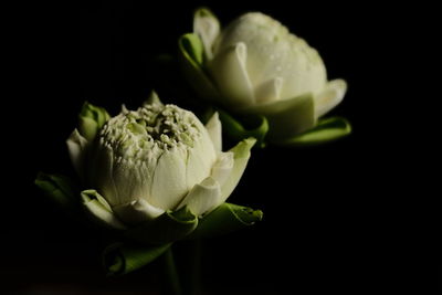 Close-up of lotus flower against black background 