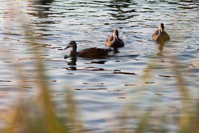 Ducks swimming in lake