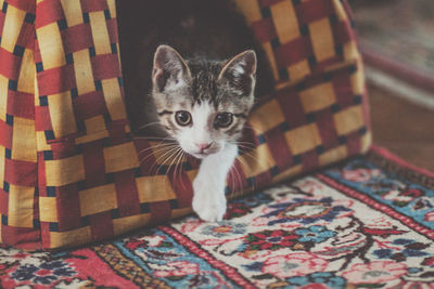 Portrait of cat