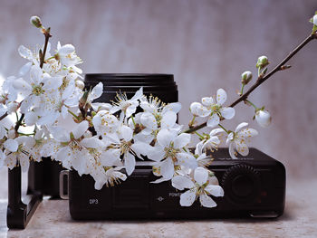 Close-up of white cherry blossom tree