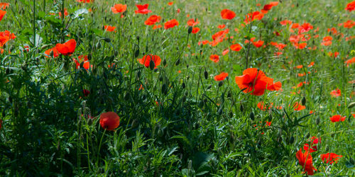 Red poppy flowers blooming on field