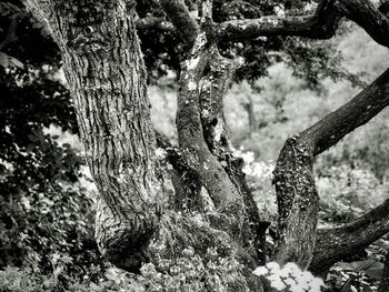 Close-up of tree trunk in forest