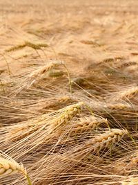 Close-up of stalks in field