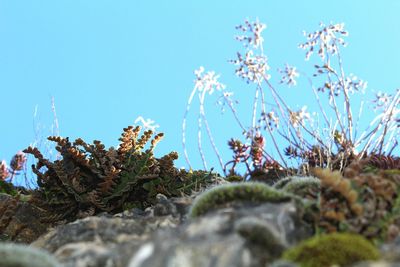 Low angle view of plants against clear blue sky