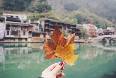 Close-up of hand holding maple leaves by canal during autumn