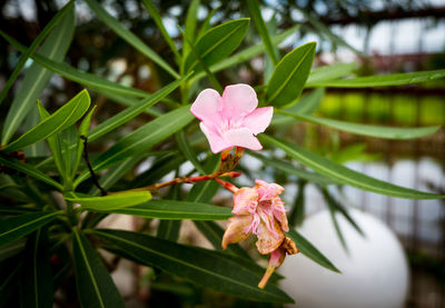 Close-up of pink flowering plant