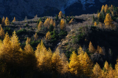 Pine trees in forest during autumn