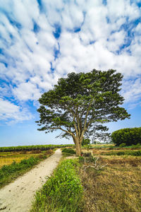 Tree on field against sky