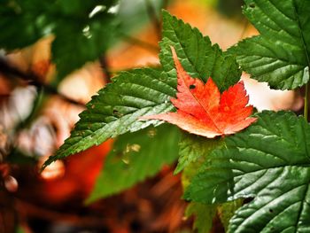 Close-up of maple leaves during autumn