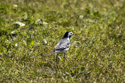 Bird perching on a field