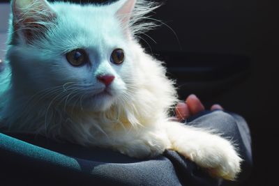 Close-up portrait of cat