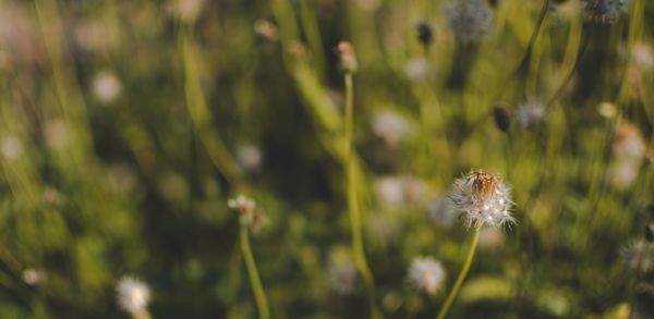 Close-up of dandelion on field