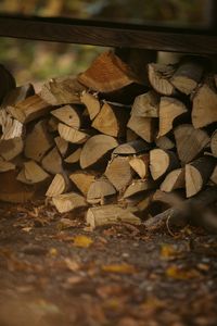 Close-up of log on field in forest