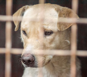 Close-up portrait of a dog