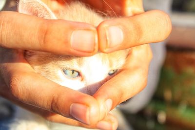 Cropped image of hands holding cat