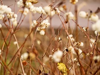 Close-up of white cherry blossom plant