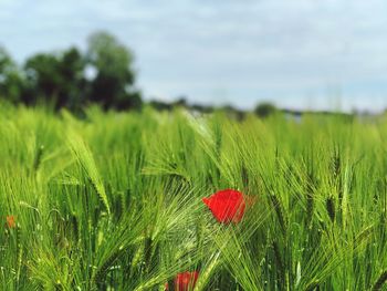 Red poppy flowers growing on field