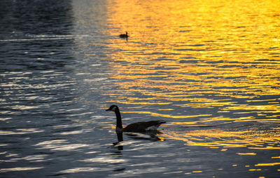 Swan swimming in lake