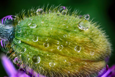 Close-up of purple flowers