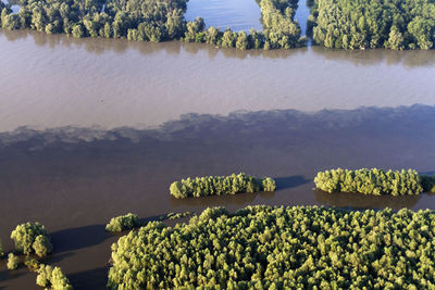 High angle view of flowering plants by lake