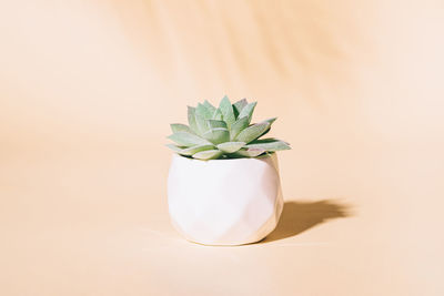 Close-up of potted plant on table