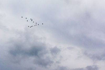 Low angle view of birds flying against sky