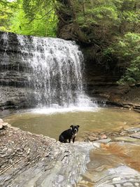 View of dog on rock at waterfall