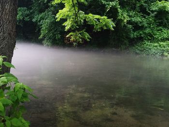 Scenic view of lake in forest