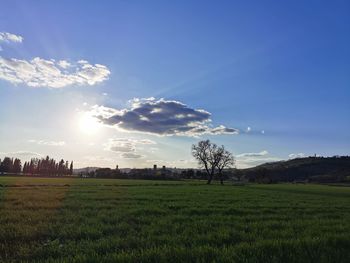 Scenic view of agricultural field against sky