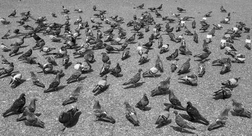 High angle view of crab on sand