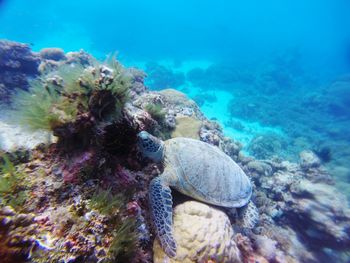 Turtle swimming in sea