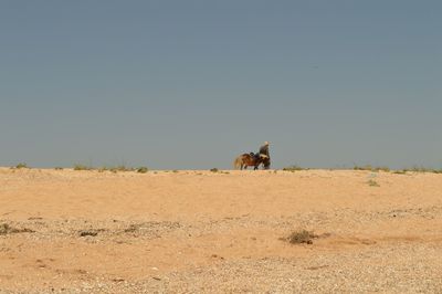 View of horse in desert