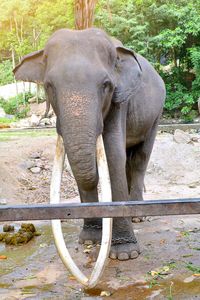 Elephant in a forest