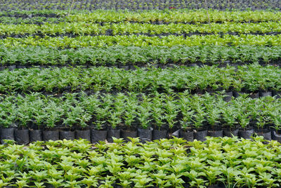 Full frame shot of plants growing on field