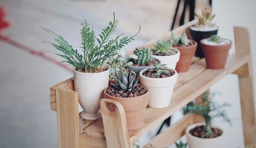 High angle view of potted plants on table