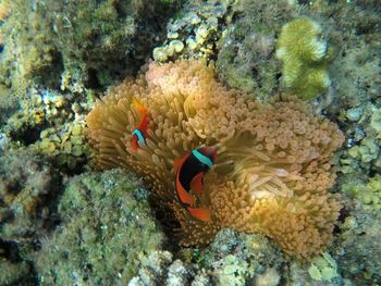 Close-up of coral in sea