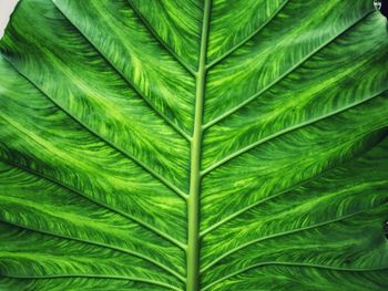 Close-up of palm leaves