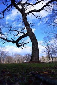 Bare tree on landscape against sky
