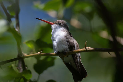 Close-up of bird perching on branch