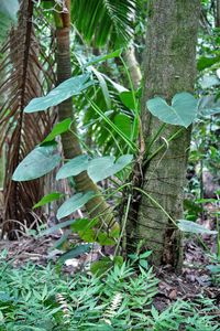 Plants growing on tree trunk