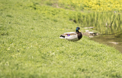 Natural background drake duck on the pond selective focus