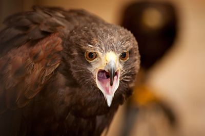 Close-up of angry marsh harrier