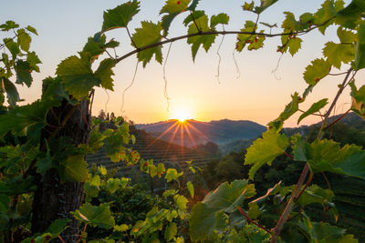 Dawn among the prosecco vineyard