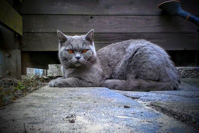 Portrait of shorthair cat sitting against fence
