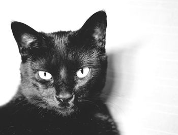 Close-up portrait of cat