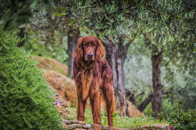 Portrait of a dog on landscape