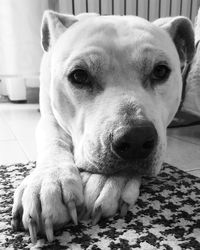 Close-up portrait of dog relaxing at home