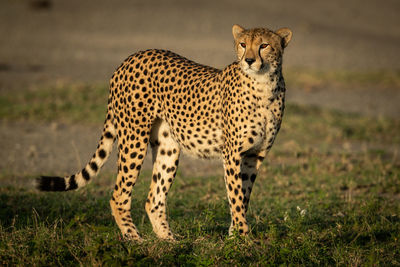 Full length of cheetah on field