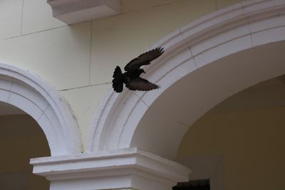 Low angle view of bird flying against building